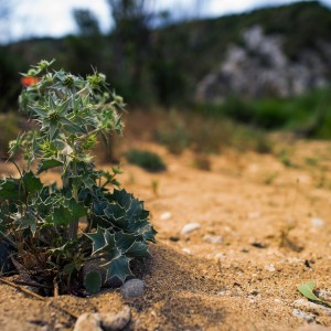 如何帮助烟农种植烟草？种植烟草有哪些经济和社会效益？