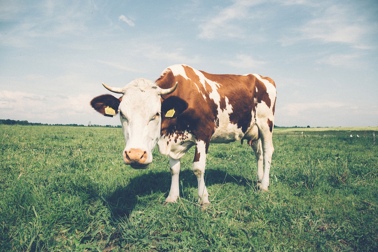 港股蒙牛乳业大涨近20% 鼓励发放消费券拉动牛奶消费